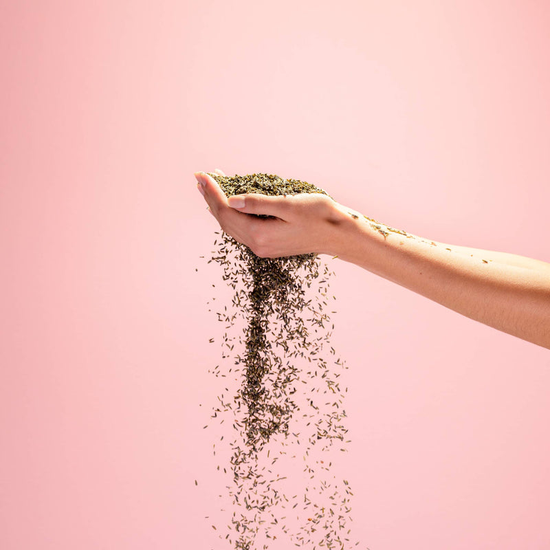 A hand holding dried lavender buds.