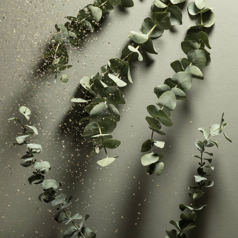 Eucalyptus branches with herbs falling around them.