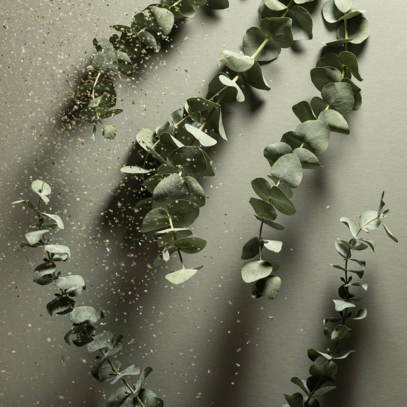 Upright and inverted eucalyptus branches behind falling dried  rosemary.