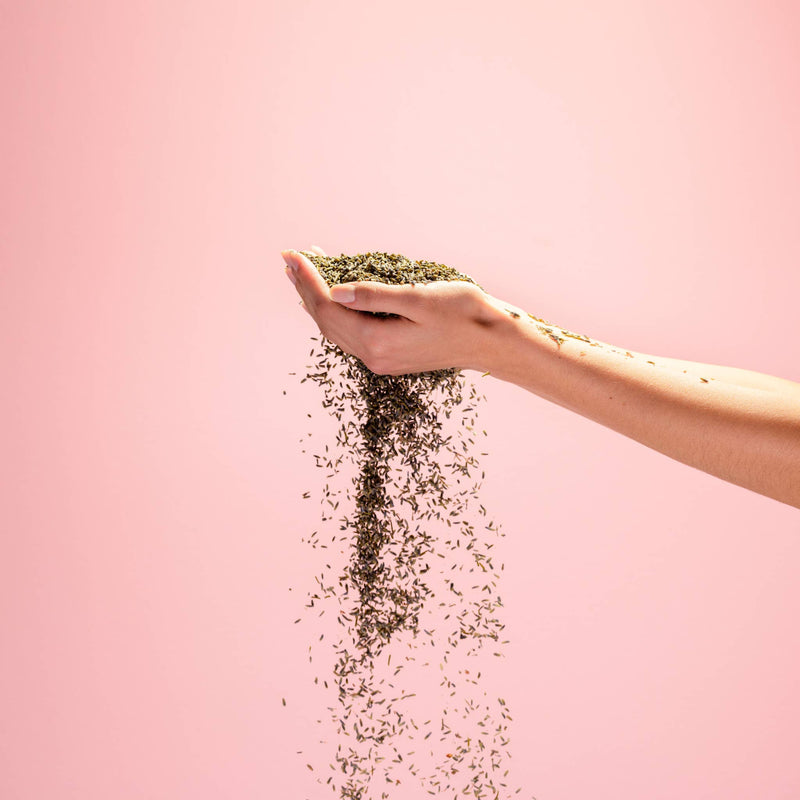 A hand holding a pile of dried lavender allowing some to fall.